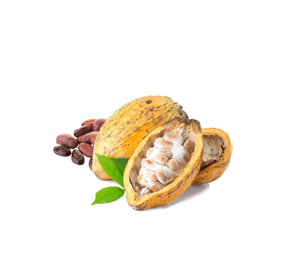 Cocoa Bean Thenarasu