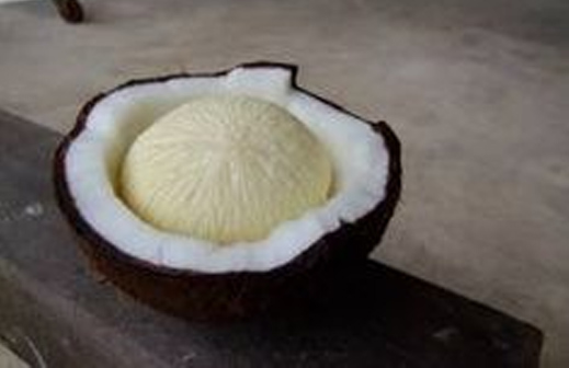COconut Haustorium Thenarasu