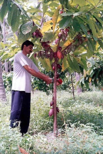 Shanmugavel Raja Thenarasu Organics