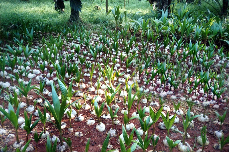 Thenarasu Coconut Seedlings