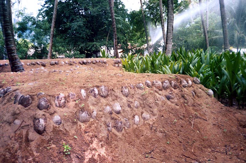 Thenarasu Coconut Seedlings