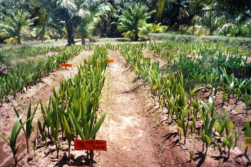 Thenarasu Coconut Seedlings