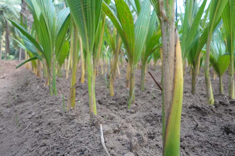 Thenarasu Coconut Seedlings