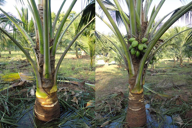 Thenarasu Coconut Seedlings