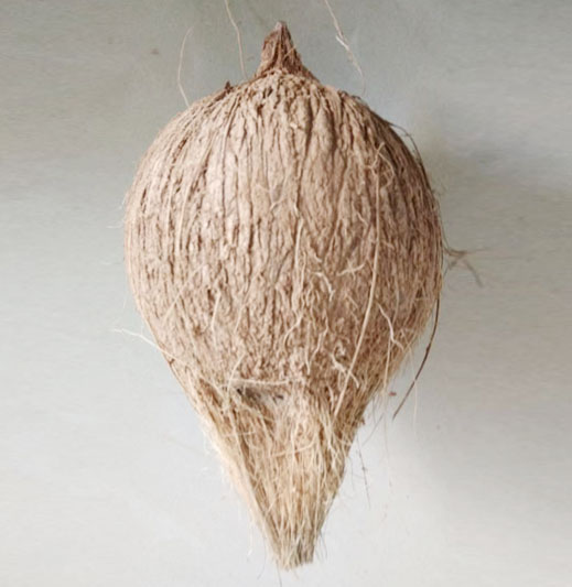 Thenarasu Coconut